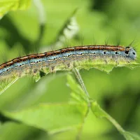 ringelspinner-789125_1920.jpg