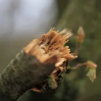 branch-4985596_1920.jpg