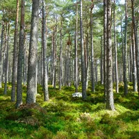 forest-272595_1920.jpg