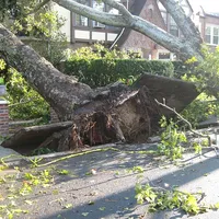 tree-14340_640.jpg